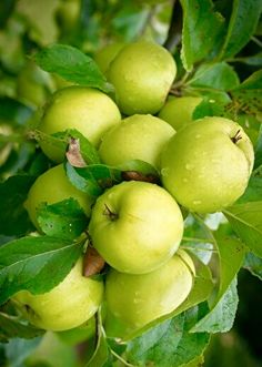 some green apples are hanging from a tree