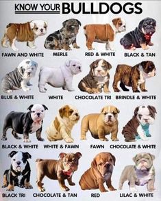 an image of bulldogs in different colors and sizes on a white background with words below