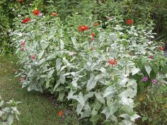 many different types of flowers in a garden