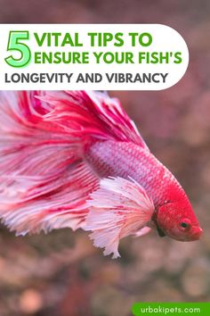 a fish with the title 5 tips to ensure your fish's longevity and vibrancy