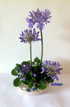 purple flowers and green leaves in a white bowl