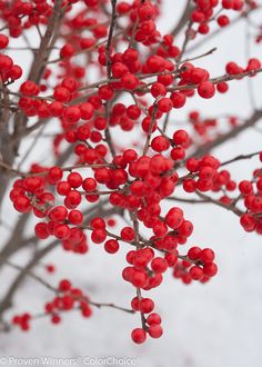 red berries are hanging from the branches of a tree