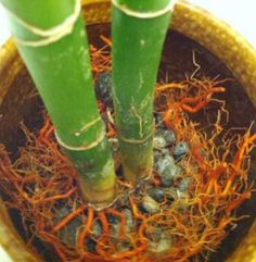 two tall green plants in a brown pot