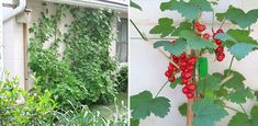 two pictures side by side, one with red berries and the other has green leaves