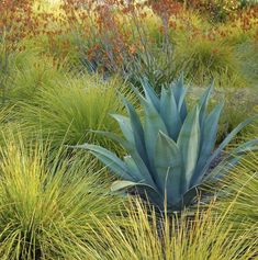 a blue plant surrounded by grass and other plants