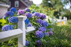 purple and blue flowers growing on the side of a white fence in front of a house