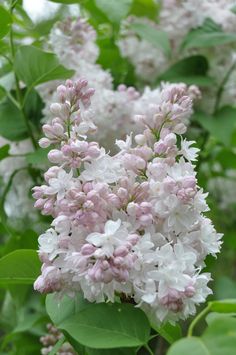 some white and pink flowers are growing on the tree