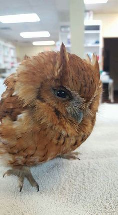 an owl is sitting on the floor looking at the camera