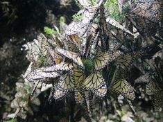 a cluster of butterflies sitting on top of a plant