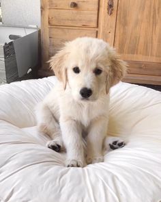 a white dog sitting on top of a round bed