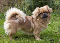 a small brown dog standing on top of a lush green field