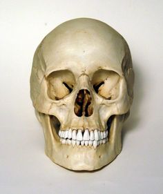 a human skull with white teeth and no lower jaw is displayed on a white surface