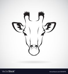 the head of a giraffe on a white background