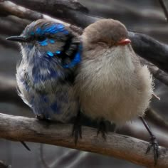 two small birds sitting on top of a tree branch next to each other and one has its eyes closed