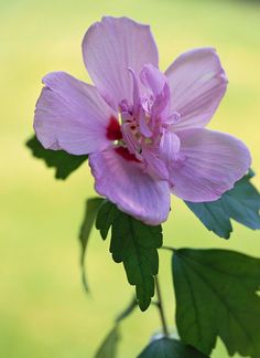 a pink flower with green leaves in the foreground and grass in the back ground