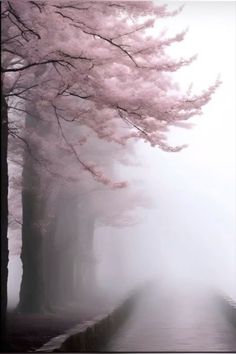 a tree lined street with pink flowers in the fog