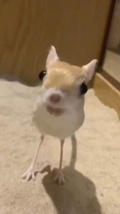 a small bird standing on top of a carpet