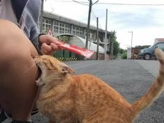 an orange cat standing on top of a person's leg next to a red toothbrush