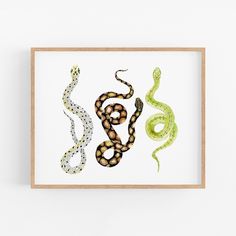 two snakes in different colors on a white background, one is green and the other is brown