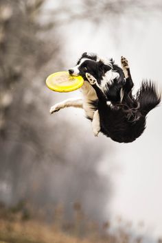 a black and white dog jumping into the air to catch a yellow frisbee