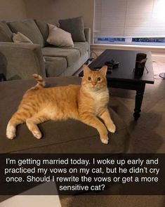 an orange cat laying on top of a couch