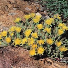 small yellow flowers growing out of the rocks