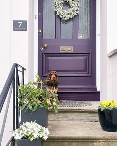 a dog sitting on the steps in front of a purple door with wreaths and potted plants