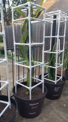 three potted plants in black and white containers