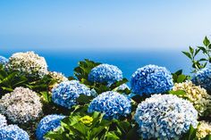 many blue and white flowers near the ocean