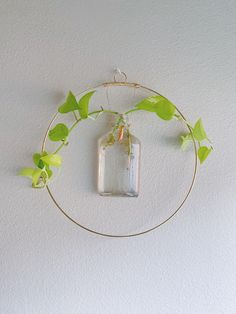 a plant growing out of a glass bottle hanging on a wall above a circular gold frame