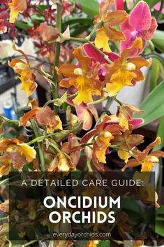 orchids with text overlay that reads, a detailed care guide oncium orchids