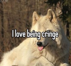 a white wolf laying on top of a rock with the words i love being cringe