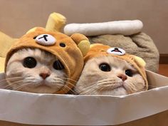 two cats are dressed up in animal costumes