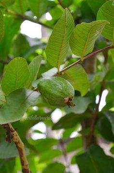 10 Top guava leaves Benefits, Uses & Side Effects For Skin & Face Care, Hair Growth, Weight Loss, Diabetes, Cough & Teeth. Guava Leaves For Hair, Guava Leaf Tea, Soursop Leaves, Guava Benefits, Causes Of Hair Fall, Medical Plants, Guava Leaves, Natural Tea, Hair Growth Secrets