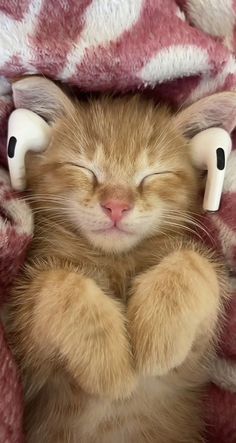 an orange kitten with eyes closed and ears tucked under a pink blanket, covered by a red and white checkered blanket