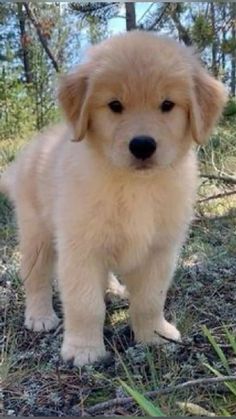 a brown puppy standing on top of a grass covered field with trees in the background