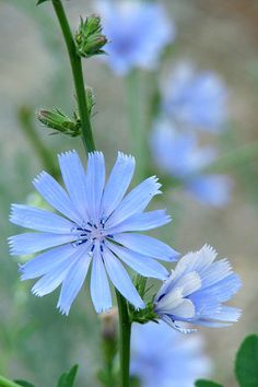 a close up of a blue flower with green leaves