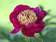 a large pink flower with green leaves in the background