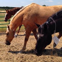 two horses standing next to each other on a dirt ground near a fence and grass field