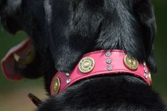 a black dog wearing a pink collar with gold buttons