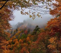 the trees in the forest are changing colors on a cloudy day with fog and low lying leaves