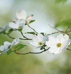 some white flowers are growing on a tree branch