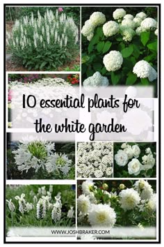 10 essential plants for the white garden