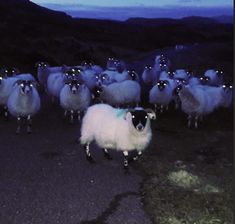 a herd of sheep walking across a road at night