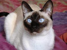 a siamese cat with blue eyes sitting on a bed and looking up at the camera