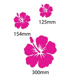 the size and measurements of pink flowers