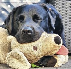 a large black dog laying next to a teddy bear