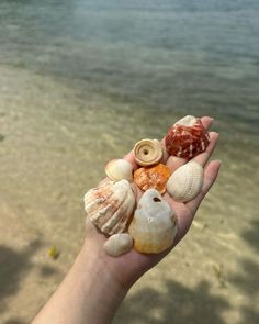 a hand holding several seashells on the beach