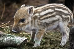 a baby wild boar standing on top of a grass covered field