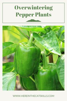 Green bell peppers growing on plant with text reading: "Overwintering Pepper Plants" How To Overwinter Pepper Plants, How To Winterize Pepper Plants, How To Over Winter Pepper Plants, Over Winter Pepper Plants, Overwinter Pepper Plants, Winterize Pepper Plants, Preserve Green Peppers, Over Wintering Pepper Plants, Overwintering Pepper Plants